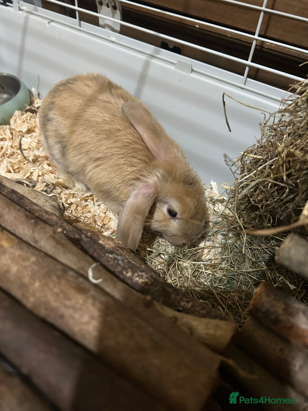 Mixed Breed rabbits for sale: 4x Bunnies for sale  - Advert 17