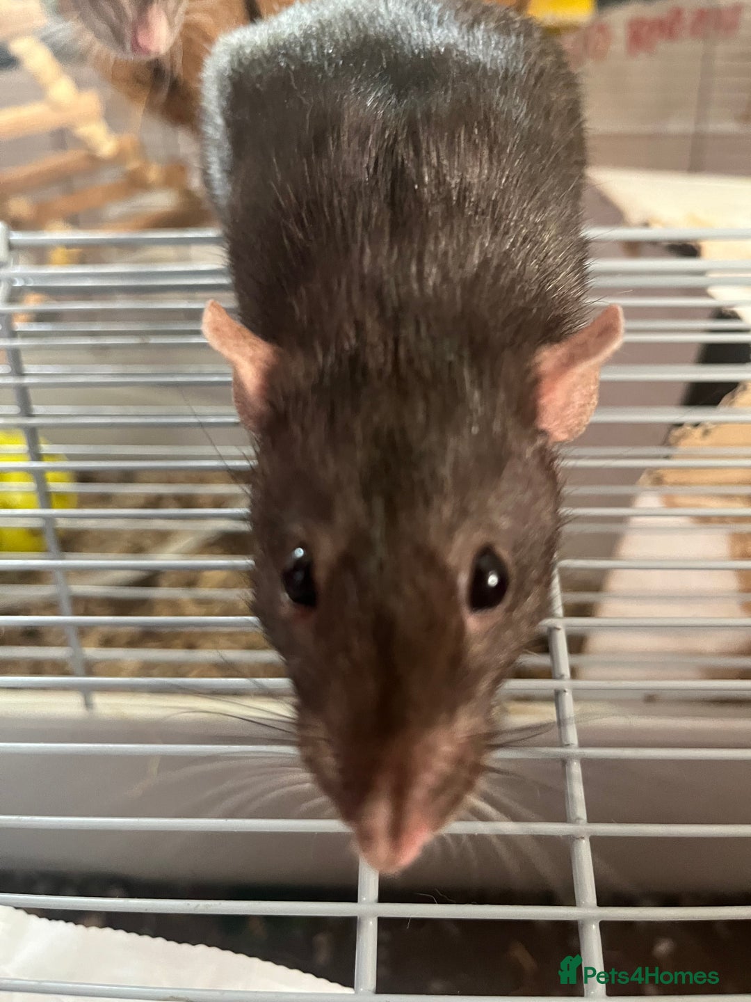 Rat rodents for sale: 3 female fancy rats for sale with cage ect. - Advert 3