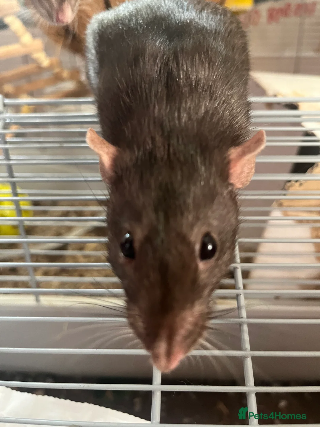 Rat rodents for sale: 3 female fancy rats for sale with cage ect. - Advert 3