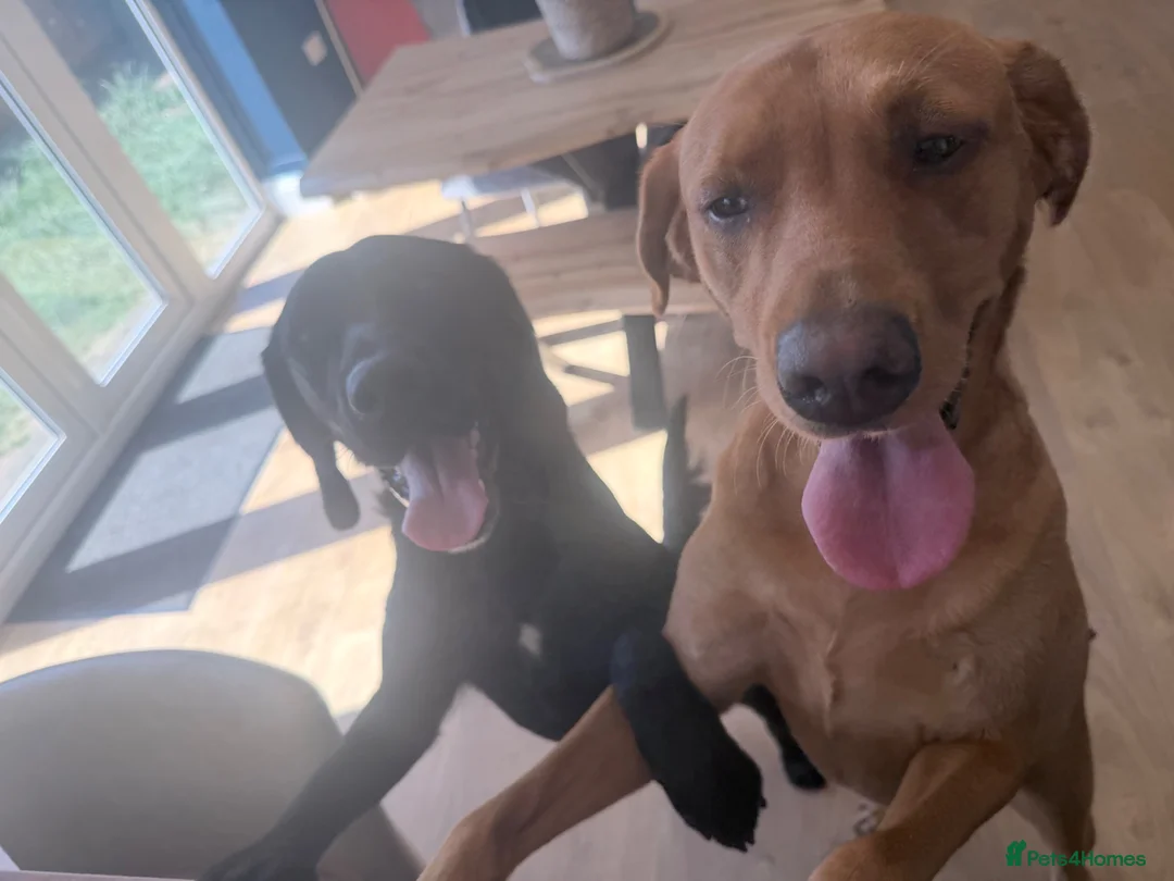 Mixed Breed dogs for sale: Pippa- Looking for Her Forever Home 🐾❤️ - Advert 7