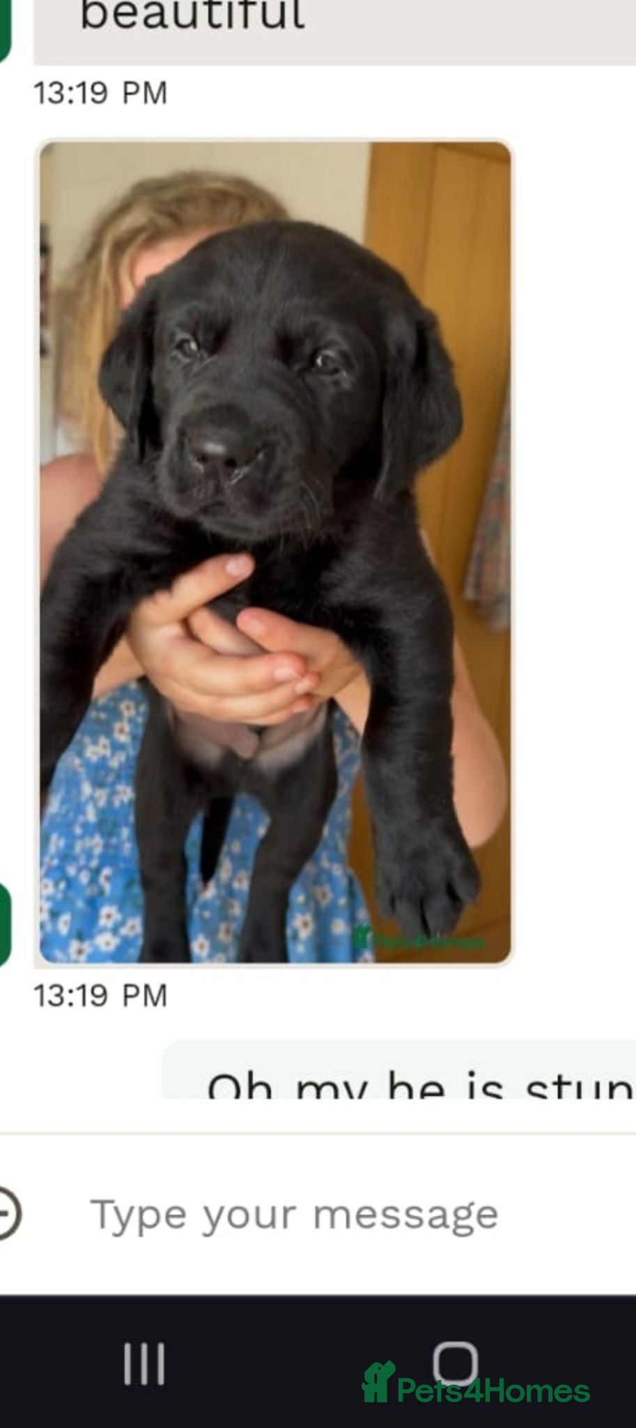 Labrador Retriever dogs big fat Bruce  - Advert 3