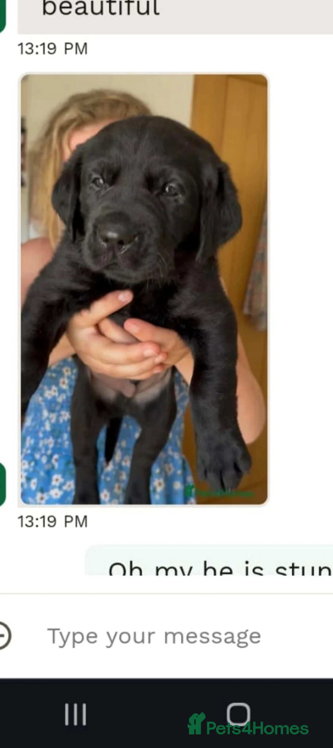 Labrador Retriever dogs for sale: big fat Bruce  - Advert 1