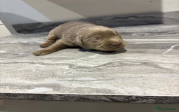 Labrador Retriever dogs for sale: GORGEOUS silver Labradors 🐶  - Advert 8