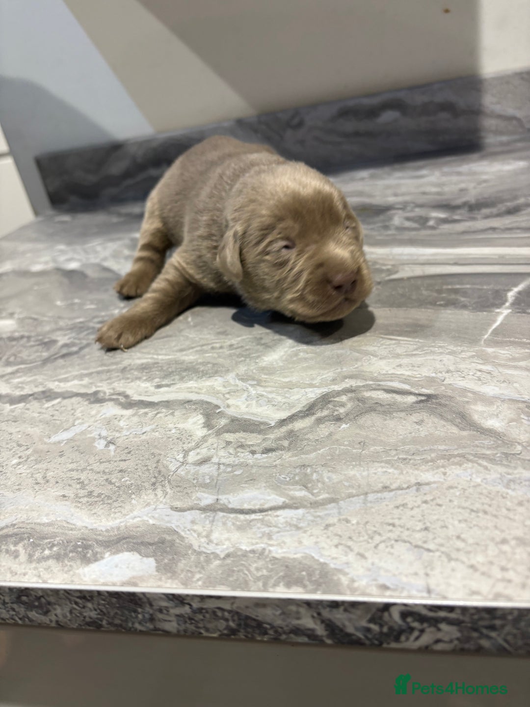 Labrador Retriever dogs for sale: GORGEOUS silver Labradors 🐶  - Advert 8