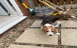 Beagle dogs for sale: Female beagle - Image 1