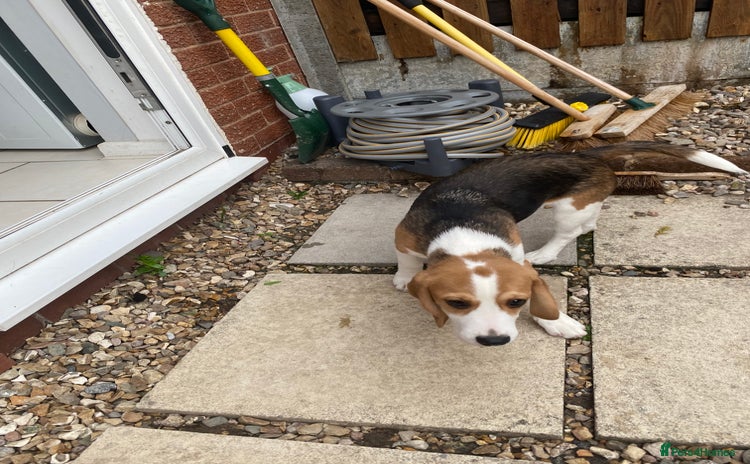 Beagle dogs - Advert 1