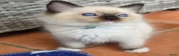 Ragdoll cats for sale: TICA/GCCF registered ragdoll kittens - Advert 9