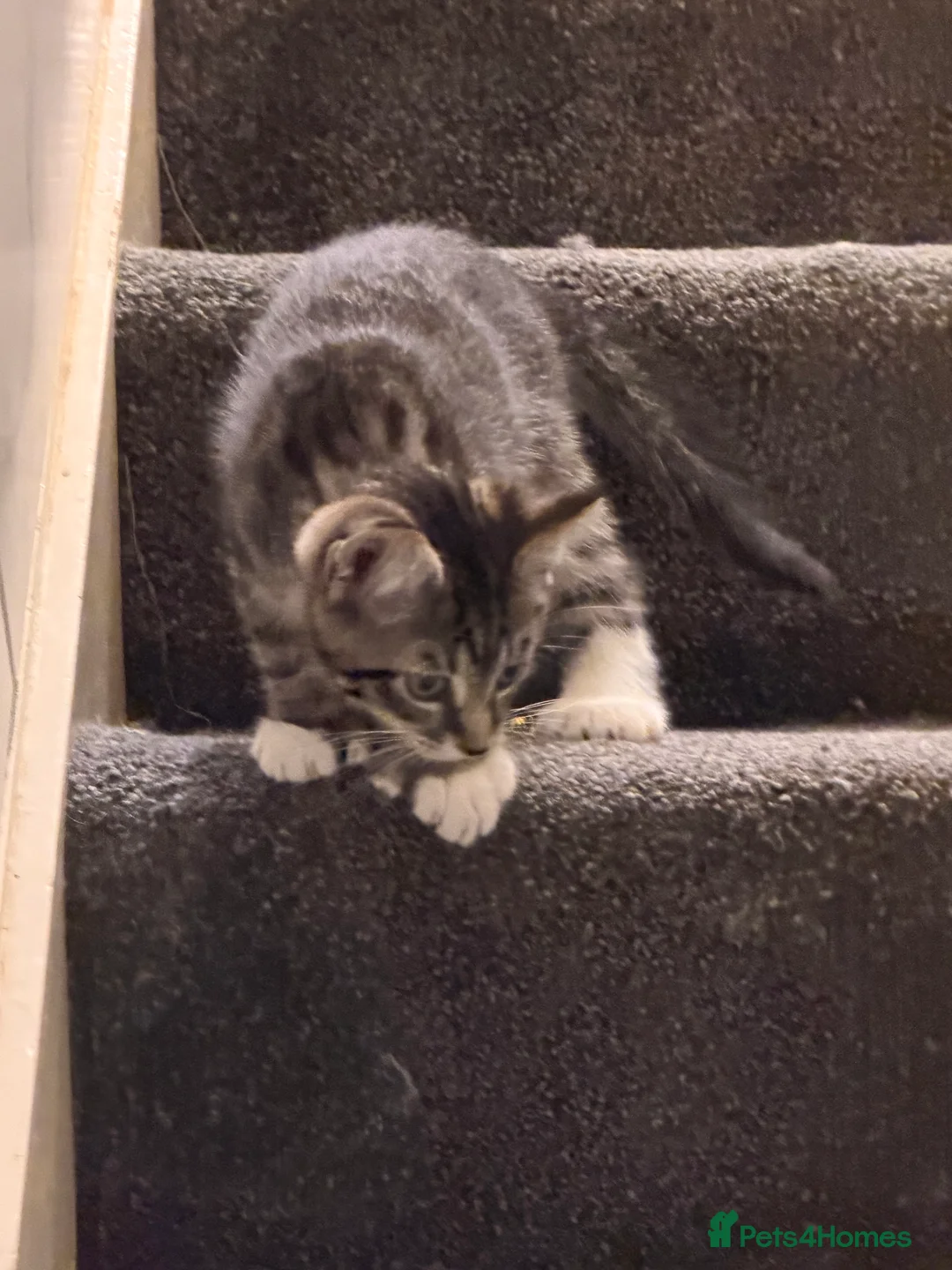 Mixed Breed cats for sale: Male Kittens for Sale-Polydactyl & Tabby  - Advert 11