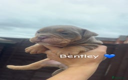 Olde English Bulldogge dogs for sale: Olde English bulldogge pups - Image 3