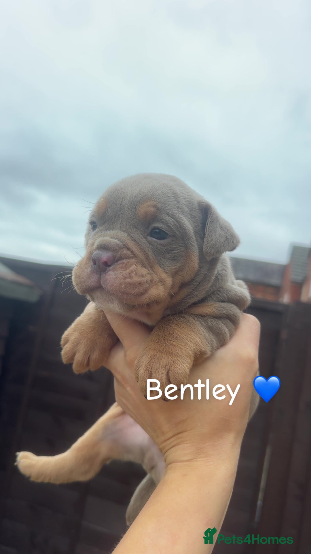 Olde English Bulldogge dogs for sale: Olde English bulldogge pups - Image 3