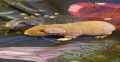 Guinea Pig rodents - Advert 9