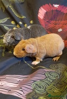 Guinea Pig rodents - Advert 7