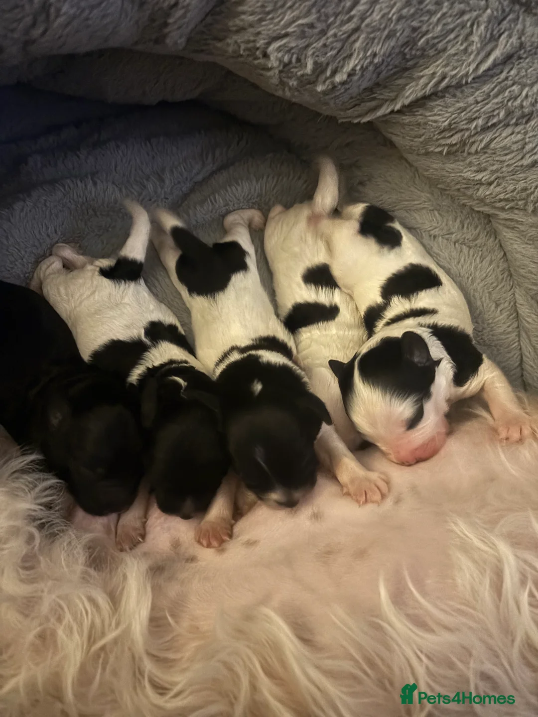 Mixed Breed dogs for sale: Shihpoo puppies - Advert 4