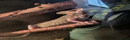 Chameleon reptiles for sale: Female Cameleon - Advert 5