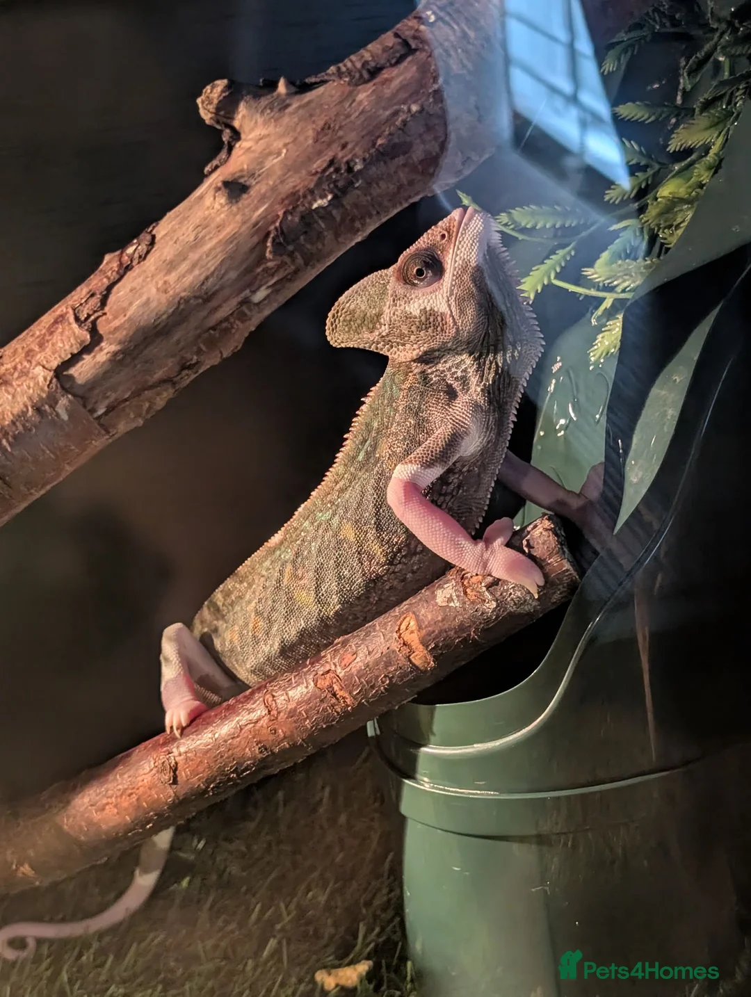 Chameleon reptiles for sale: Female Cameleon - Advert 5