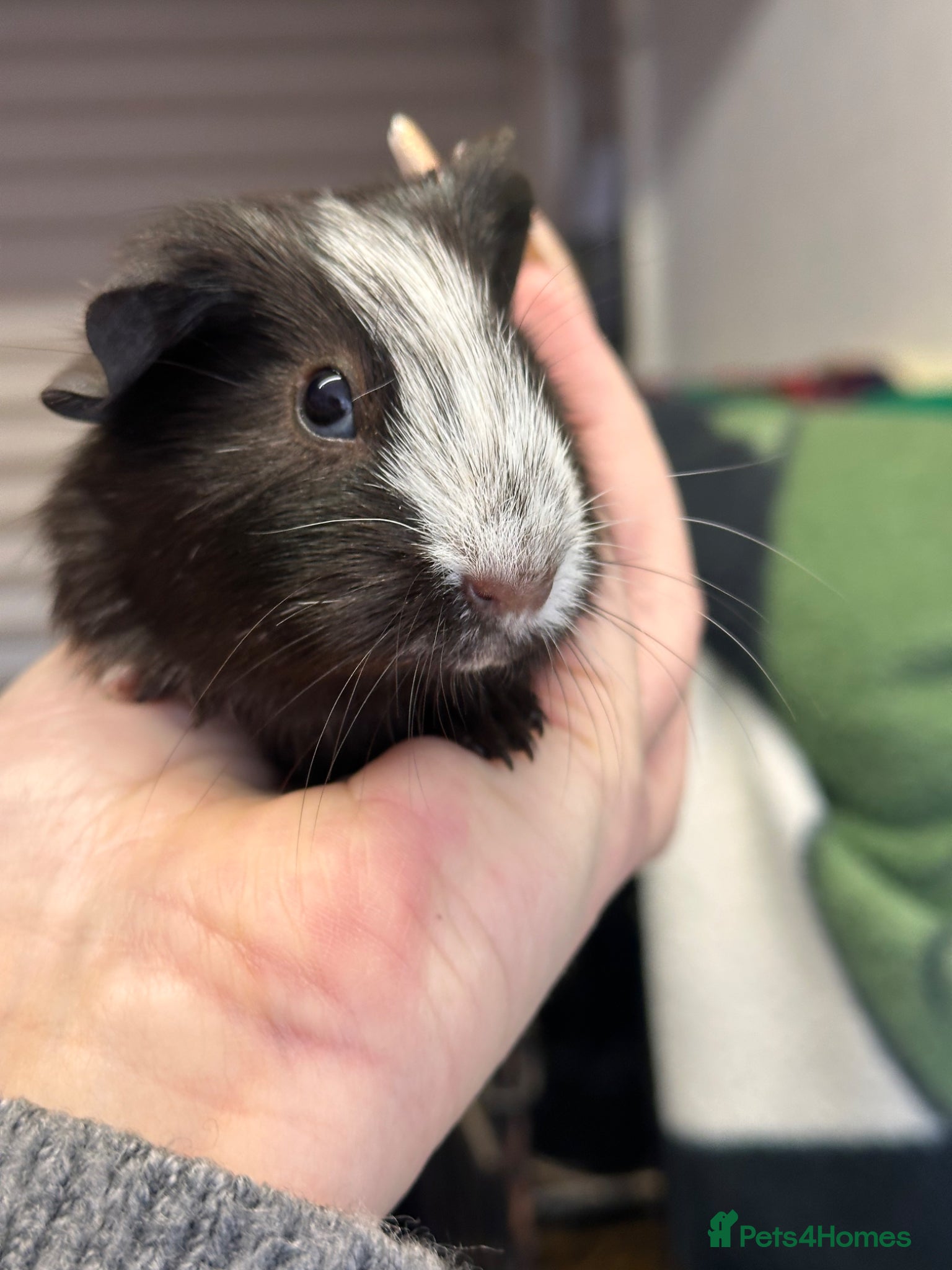 Guinea Pig rodents Gorgeous baby Guineapigs  - Advert 3