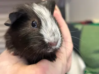 Guinea Pig rodents Gorgeous baby Guineapigs - Advert 3