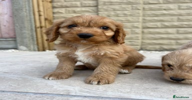 Cockapoo dogs - Advert 8