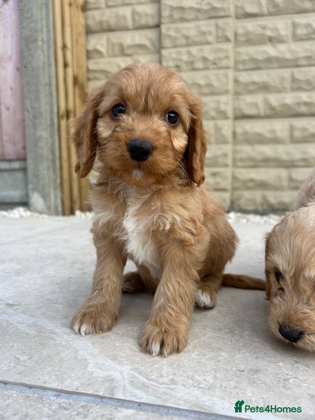 Cockapoo dogs for sale:  🐾F1 Cockapoo Puppies🐾READY NOW🐾 - Image 4