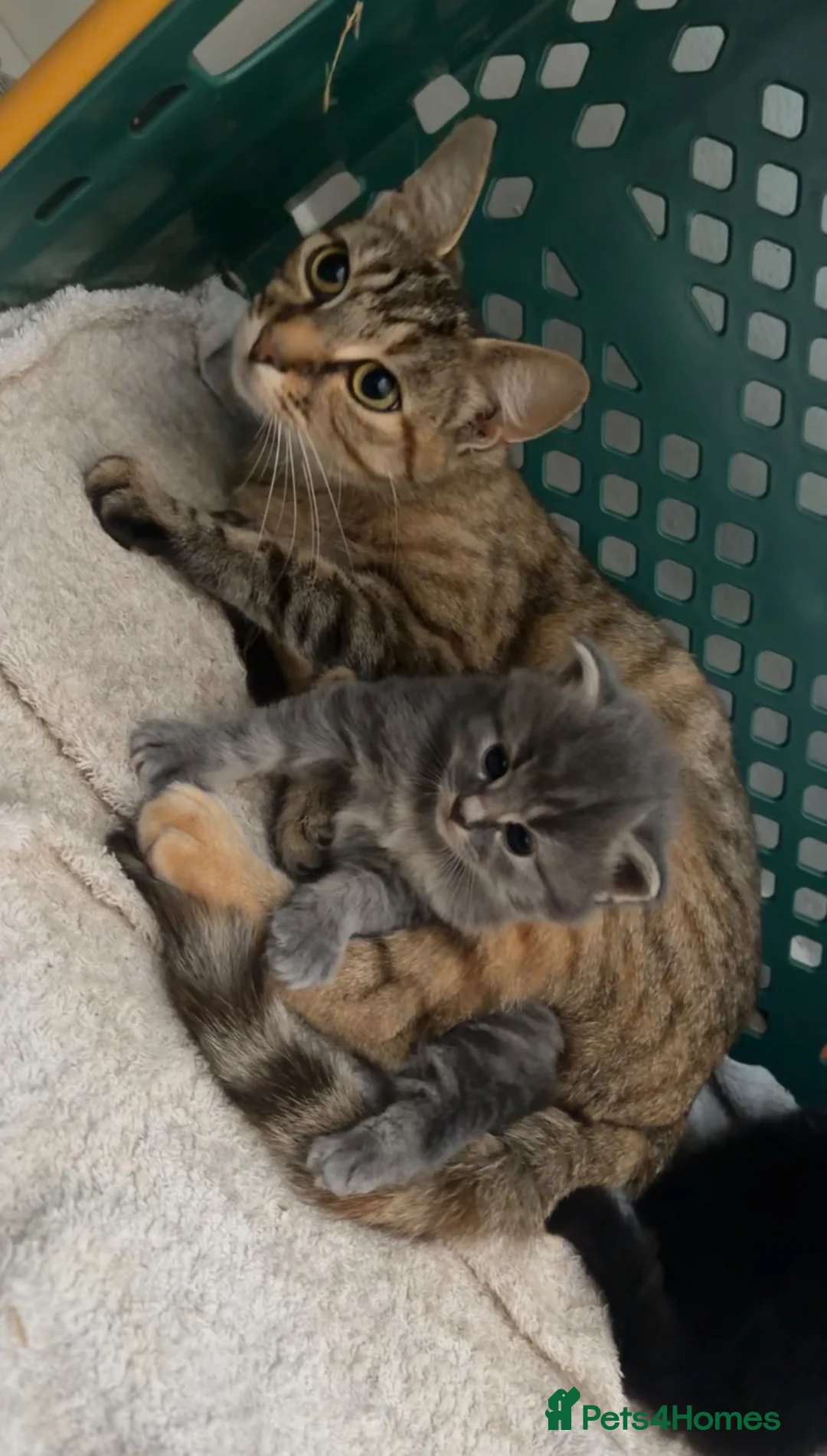 Mixed Breed cats for sale: Boy & girl  - Advert 1