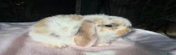 Mini Lop rabbits for sale: Beautiful mini lops for sale  - Advert 9