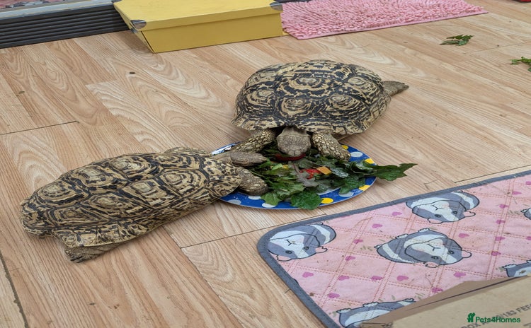 Tortoise reptiles - Advert 1