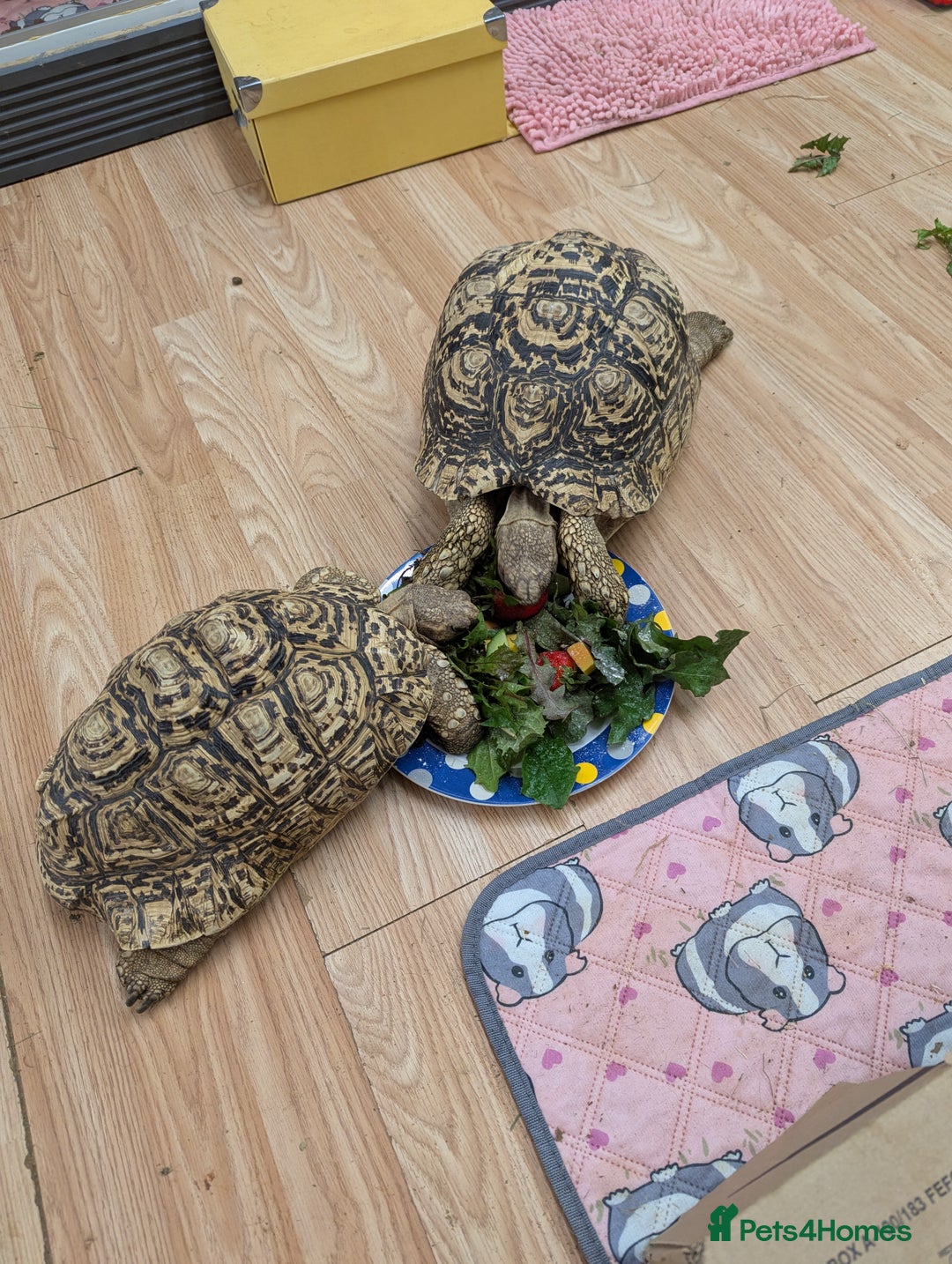Tortoise reptiles for sale: Breeding pr leopard tortoises. 24 yrs old. Gravid - Image 1