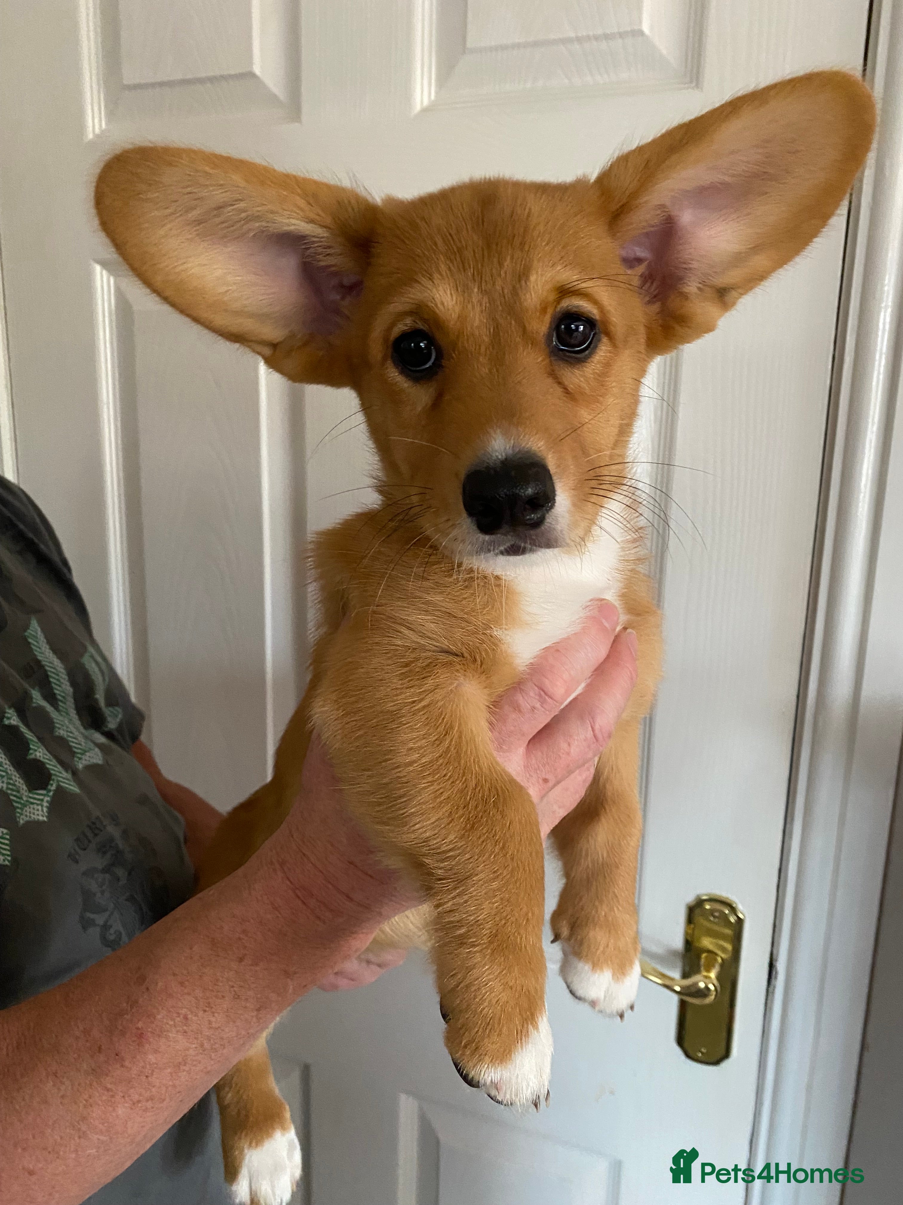 Welsh Corgi Cardigan dogs Welsh Cardigan Corgis by 5 ⭐️ Licensed Breeder - Advert 1