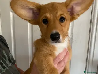 Welsh Corgi Cardigan dogs Welsh Cardigan Corgis by 5 ⭐️ Licensed Breeder - Advert 1