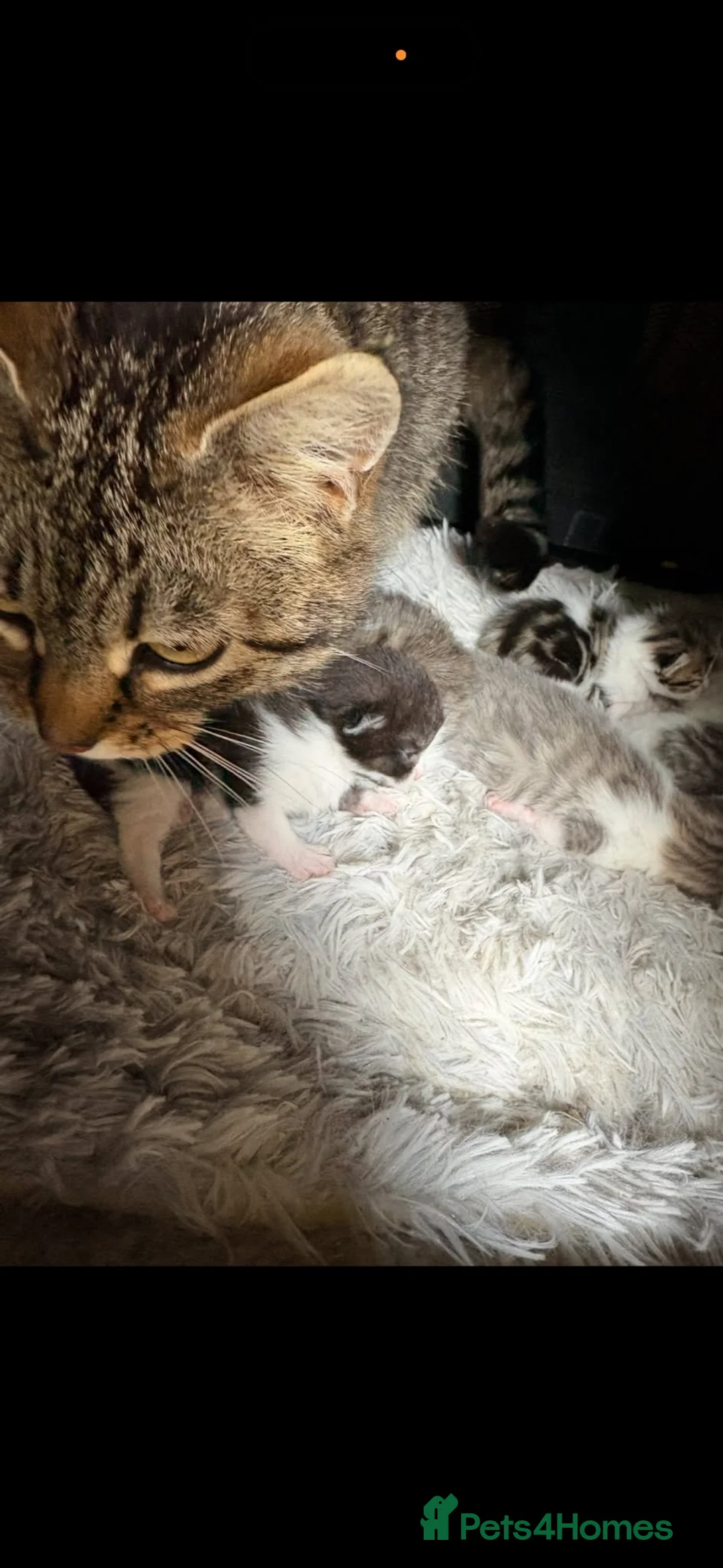 Mixed Breed cats for sale: Mixed breed kittens  - Advert 2