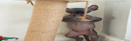Sphynx cats for sale: Sphynx elf kittens for sale. Rare Calico girls.  - Advert 8