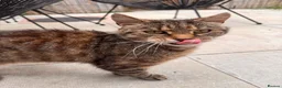 Mixed Breed cats for sale: Loving family male cat looking for forever home - Advert 2