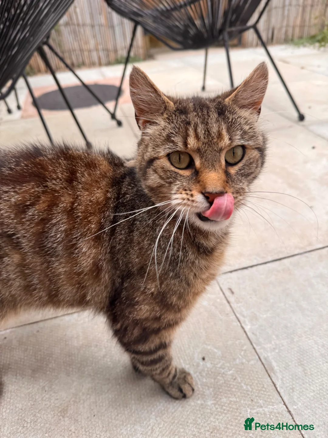 Mixed Breed cats for sale: Loving family male cat looking for forever home - Advert 2