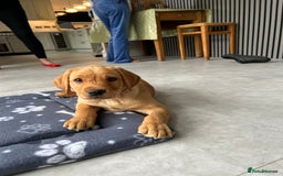 Labrador Retriever dogs for sale: Ready Now Beautiful Boy Labrador Puppies  - Image 38