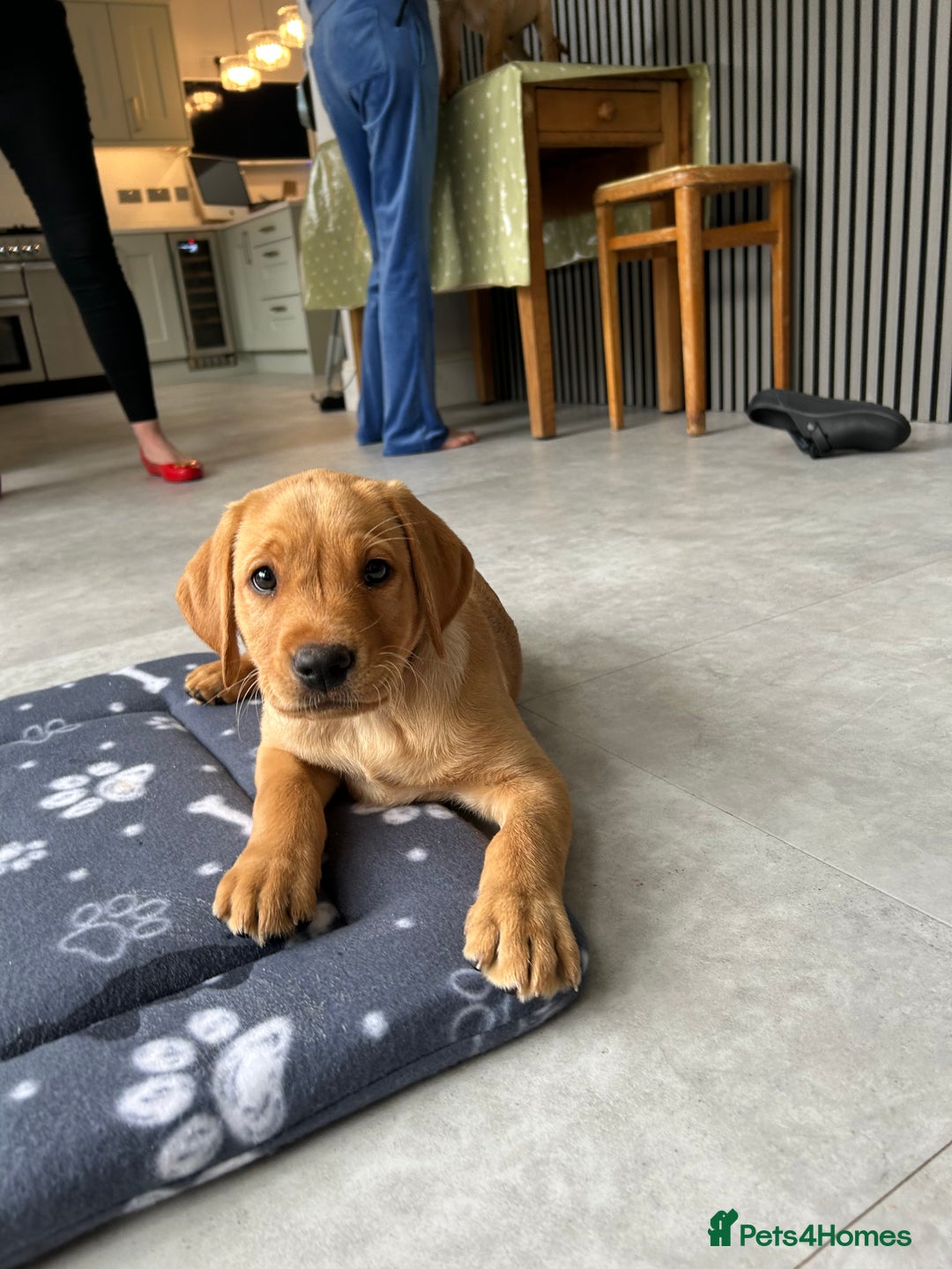 Labrador Retriever dogs for sale: Ready Now Beautiful Boy Labrador Puppies  - Image 38
