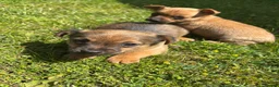 Jack Chi dogs for sale: Two chihuahua x Jack Russell puppies  in Exeter - Advert 5