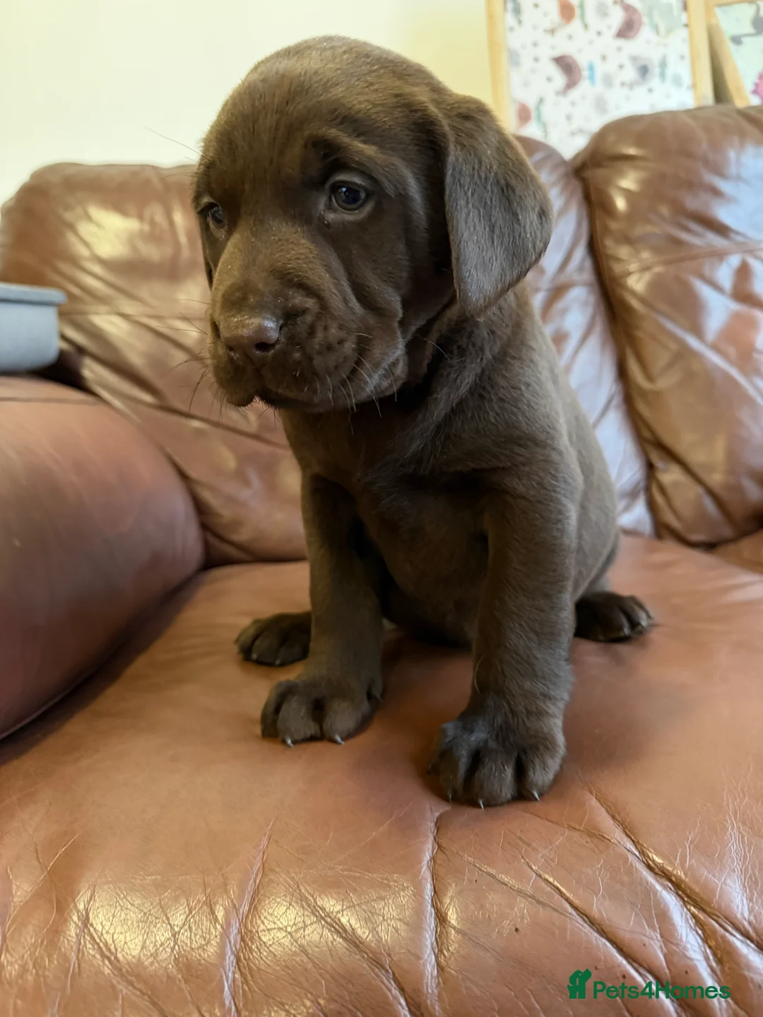 Labrador Retriever dogs for sale: Chocolate Labrador Puppies - Advert 1