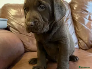 Labrador Retriever dogs Chocolate Labrador Puppies - Advert 1