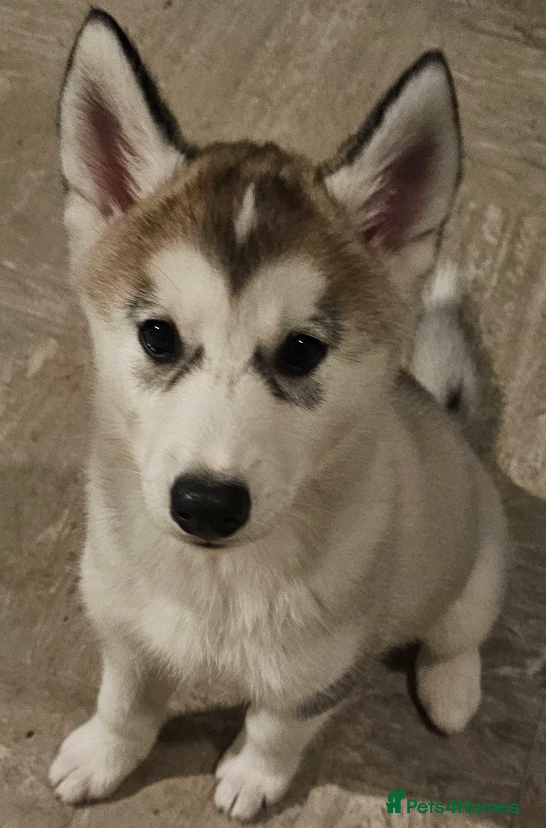 Siberian Husky dogs for sale: Husky girl looking for forever home - Advert 2