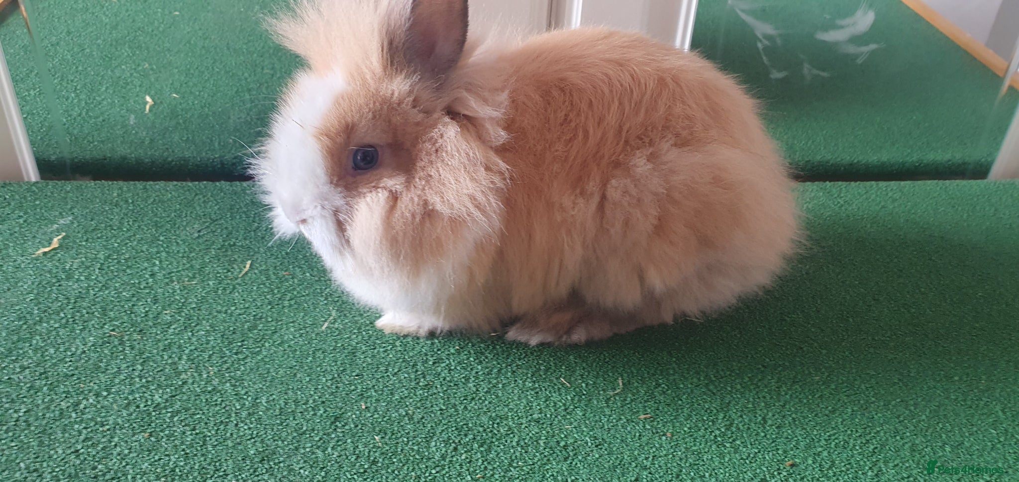 Lionhead rabbits for sale: Boy and girl lion head rabbits  - Advert 2