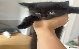Mixed Breed cats for sale: Kittens for sale - Image 11