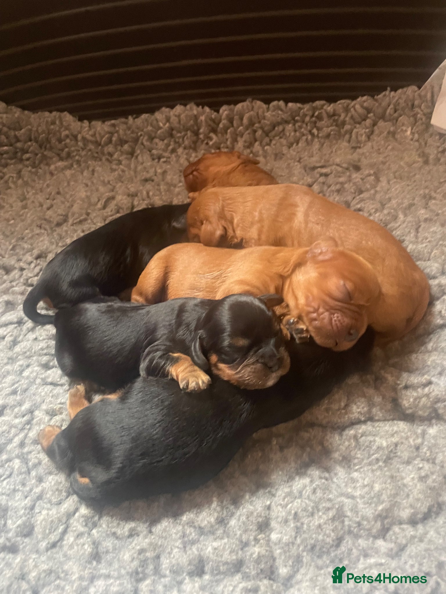 Cavalier King Charles Spaniel dogs for sale: King Charles cavalier babies  - Advert 12