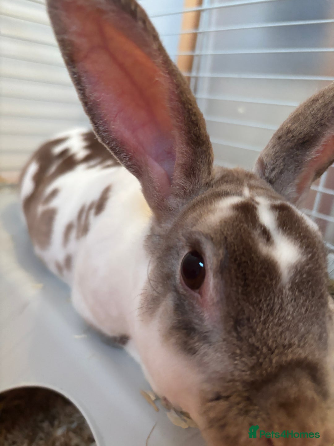 Rex rabbits for sale: Beautiful proven mini Rex doe for sale ✨ - Advert 3