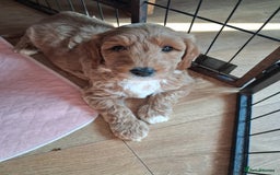 Australian Labradoodle dogs for sale: Stunning Australian labradoodles - Image 8