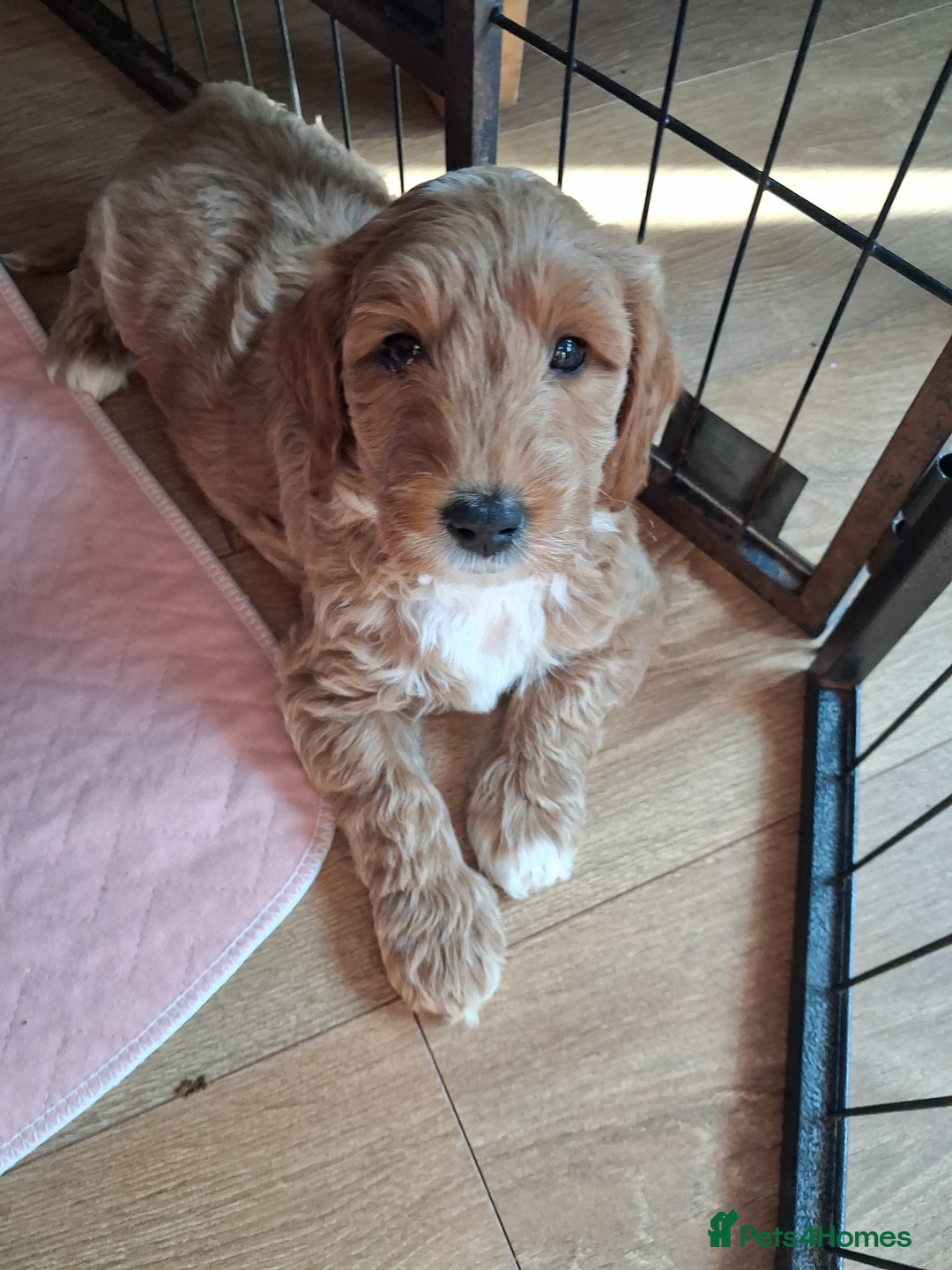 Australian Labradoodle dogs for sale: Stunning Australian labradoodles - Image 8
