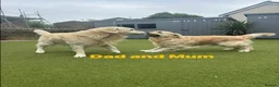 Golden Retriever dogs for sale: Our Beautifil KC registered Golden Retriever   in Leeds - Advert 34