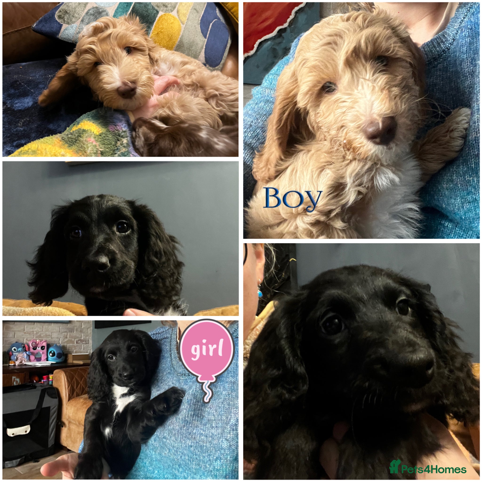 Sproodle dogs 💝💙DNA tested healthy 2 Sproodle Puppies Left  🏡 - Advert 5