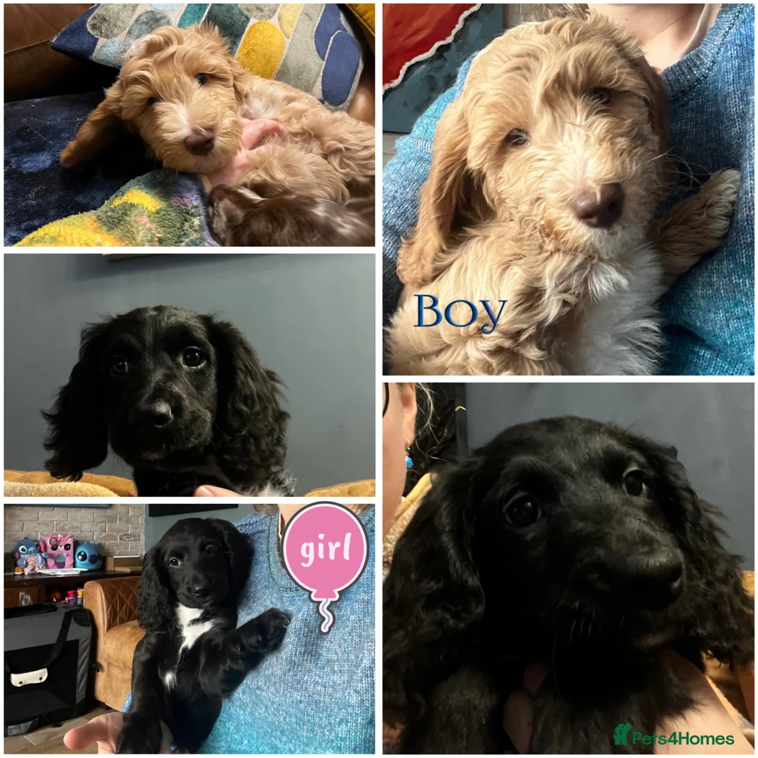 Sproodle dogs for sale: 💝💙DNA tested healthy 2 Sproodle Puppies Left  🏡 - Advert 1