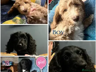 Sproodle dogs 💝💙DNA tested healthy 2 Sproodle Puppies Left 🏡 - Advert 5