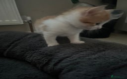 Mixed Breed cats for sale: 4 beautiful kittens - Image 8
